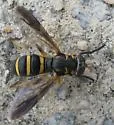 Temnostoma trifasciatum - photo 3