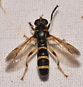 Temnostoma trifasciatum - photo 4