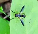 Temnostoma trifasciatum - photo 5