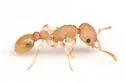 Temnothorax allardycei