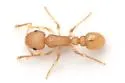 Temnothorax allardycei - photo 2