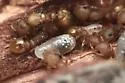 Temnothorax allardycei - photo 3