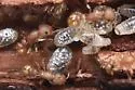 Temnothorax allardycei - photo 4