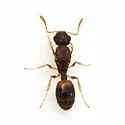 Temnothorax ambiguus