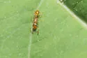 Temnothorax ambiguus - photo 2