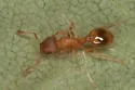 Temnothorax ambiguus - photo 3