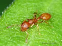 Temnothorax ambiguus - photo 4