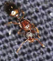 Temnothorax ambiguus - photo 5