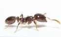 Temnothorax americanus