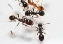 Temnothorax americanus - photo 2