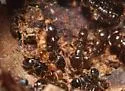 Temnothorax americanus - photo 3