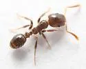 Temnothorax americanus - photo 4