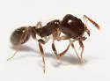 Temnothorax americanus - photo 5