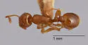 Temnothorax andrei - photo 2