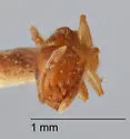Temnothorax andrei - photo 4