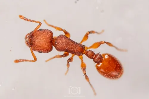 Temnothorax bradleyi