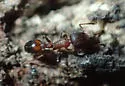 Temnothorax caguatan