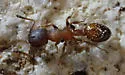 Temnothorax caguatan - photo 2