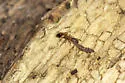 Temnothorax caguatan - photo 3