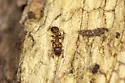 Temnothorax caguatan - photo 4