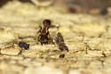 Temnothorax caguatan - photo 5
