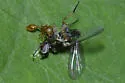 Temnothorax caryaluteus