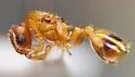 Temnothorax caryaluteus - photo 2