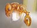 Temnothorax caryaluteus - photo 3