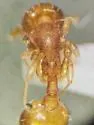 Temnothorax caryaluteus - photo 4
