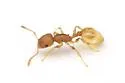 Temnothorax caryaluteus - photo 5