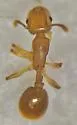 Temnothorax cokendolpheri - photo 2