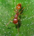 Temnothorax curvispinosus
