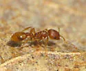 Temnothorax curvispinosus - photo 2