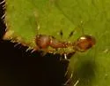 Temnothorax curvispinosus - photo 3