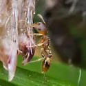 Temnothorax curvispinosus - photo 4