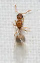 Temnothorax curvispinosus - photo 5