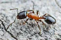 Temnothorax emmae