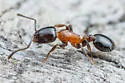 Temnothorax emmae - photo 2