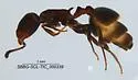 Temnothorax gallae - photo 2