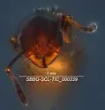 Temnothorax gallae - photo 3