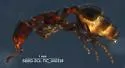 Temnothorax gallae - photo 4