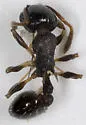 Temnothorax longispinosus - photo 2
