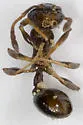 Temnothorax longispinosus - photo 3