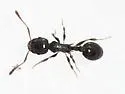 Temnothorax longispinosus - photo 4