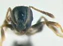 Temnothorax longispinosus - photo 5