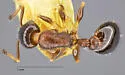 Temnothorax neomexicanus