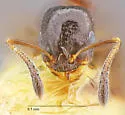 Temnothorax neomexicanus - photo 3