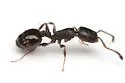 Temnothorax neomexicanus - photo 4