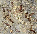 Temnothorax nevadensis