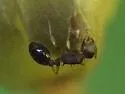 Temnothorax nevadensis - photo 2